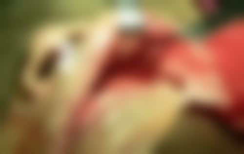 湖州蔡金峰口腔医生团队介绍